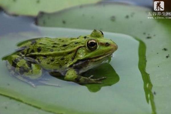 青蛙是什么动物 青蛙的生长过程