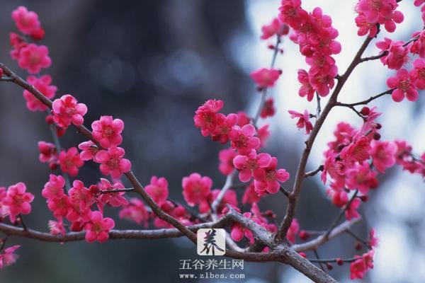 梅花品种大全 梅花象征什么意义