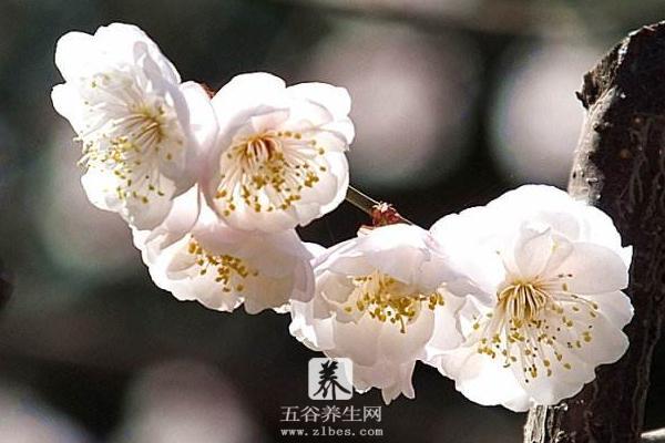 梅花品种大全 梅花象征什么意义