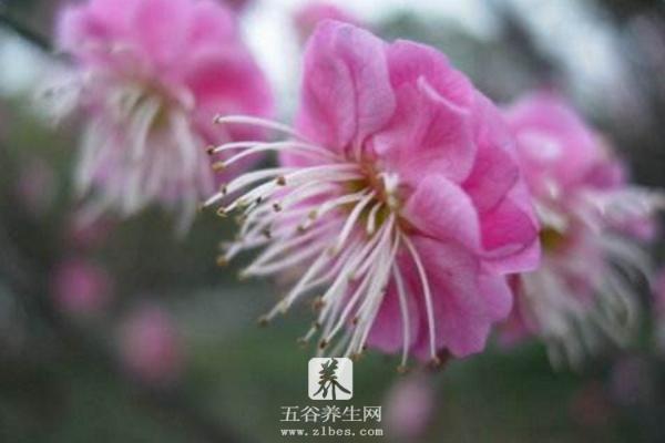 梅花品种大全 梅花象征什么意义