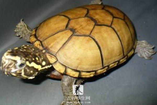 蛋龟有哪些种类 蛋龟最好观赏的品种是什么