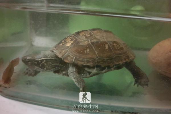 中华草龟和中华龟的区别是什么 中华草龟的生活习性