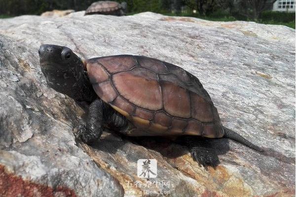 中华草龟和中华龟的区别是什么 中华草龟的生活习性
