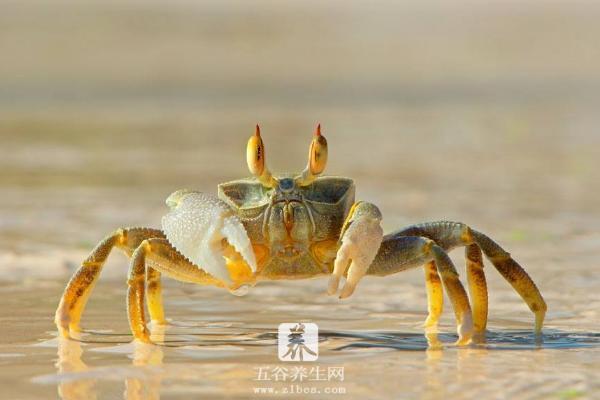 螃蟹为什么横着走 一只螃蟹几条腿