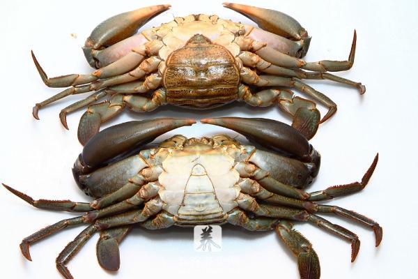 螃蟹什么季节吃 螃蟹公的好吃还是母的好吃