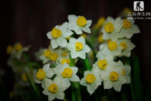 水仙花的知识 水仙花的生长过程