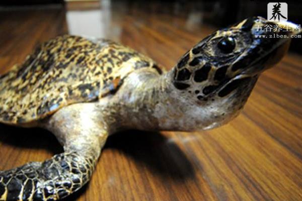 玳瑁龟怎么养 玳瑁和海龟的区别是什么 家中摆放玳瑁龟的禁忌