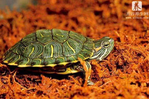 巴西龟对人有什么危害 巴西龟认识主人吗