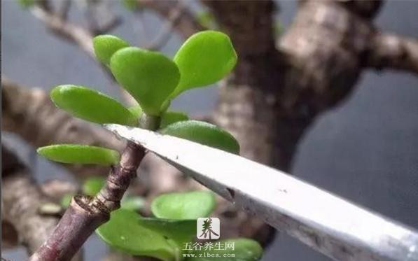 玉树图片大全（造型） 多肉植物玉树特点及简介