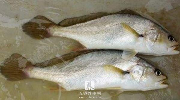 黄唇鱼和大黄鱼的区别是什么 黄唇鱼的营养价值
