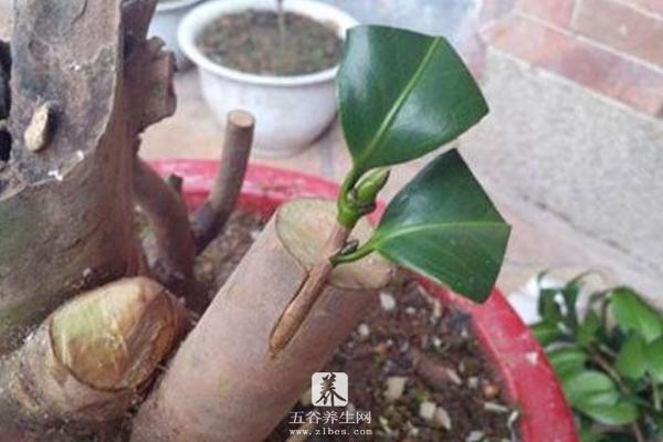 茶花可以扦插繁殖吗 茶花怎么嫁接（什么时候）