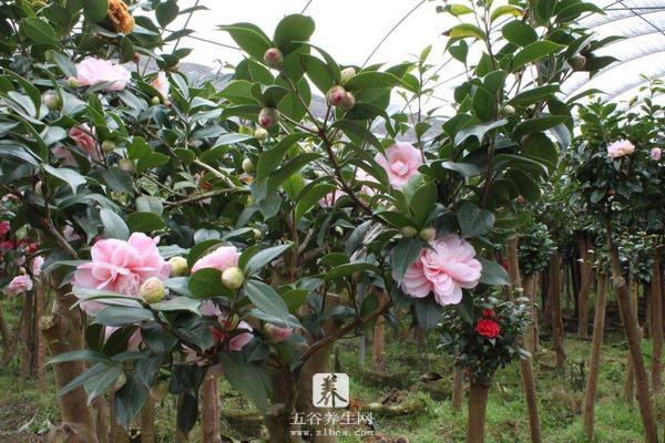 茶花可以扦插繁殖吗 茶花怎么嫁接（什么时候）