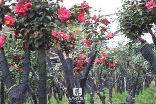 茶花可以扦插繁殖吗 茶花怎么嫁接（什么时候）