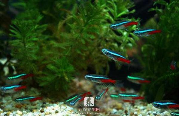 红绿灯鱼怎么分辨公母（图解） 红绿灯鱼怎么繁殖