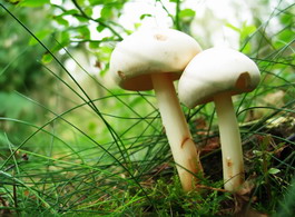 蘑菇的功效  
 可食用的蘑菇有哪些