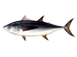 金枪鱼的介绍  
 金枪鱼的营养价值