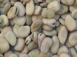 蚕豆介绍  
 蚕豆营养价值