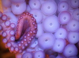 章鱼的食疗功效  
 章鱼小丸子做法