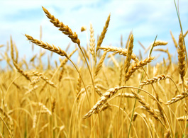 小麦的介绍  
 小麦的营养价值