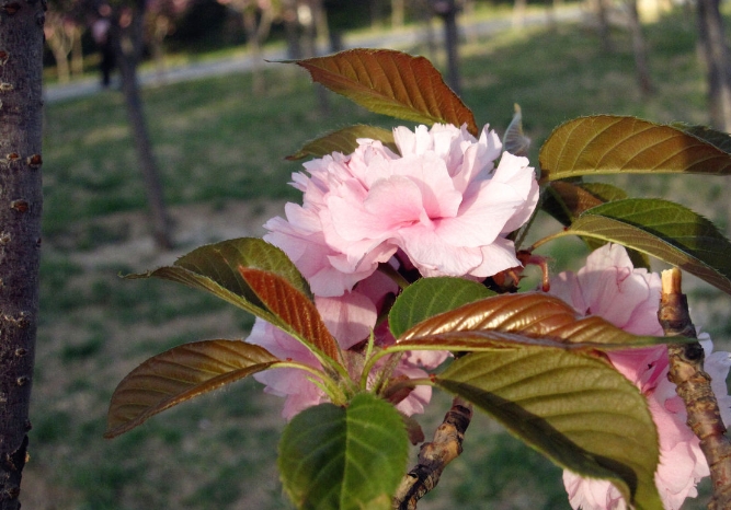 樱花草