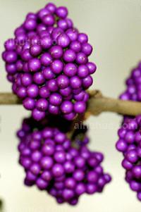 厚萼紫珠