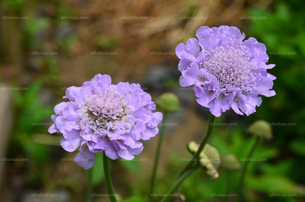 轮峰菊