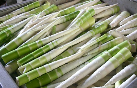 竹笋的营养价值及食用方法