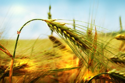 小麦有哪些营养与功效