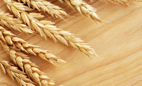 小麦有哪些营养与功效