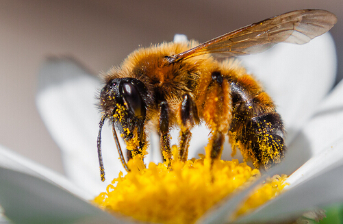 花粉的功效与作用及食用方法