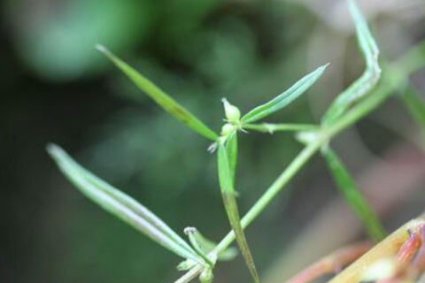 白花蛇舌草的功效与作用及食用方法