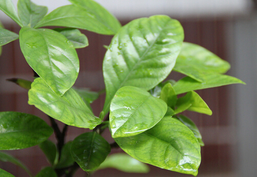 栀子的功效与作用,栀子花可以泡茶喝吗