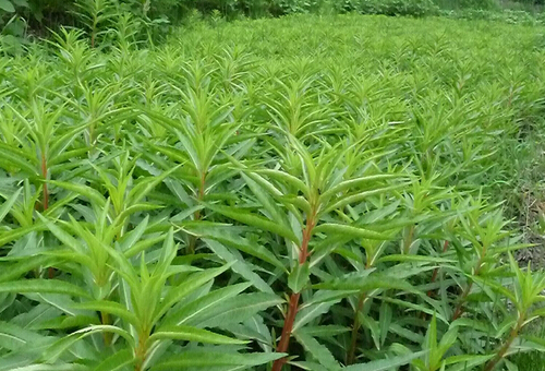 赶黄草的功效与作用