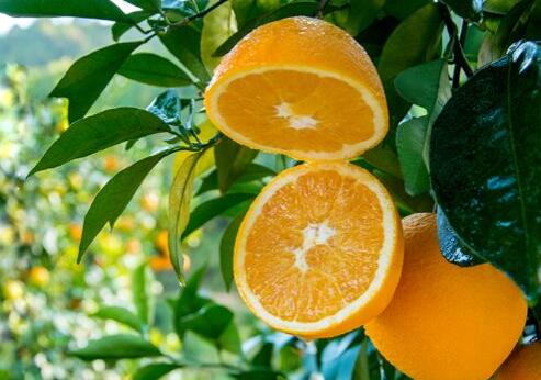 脐橙的功效与作用，脐橙的营养价值