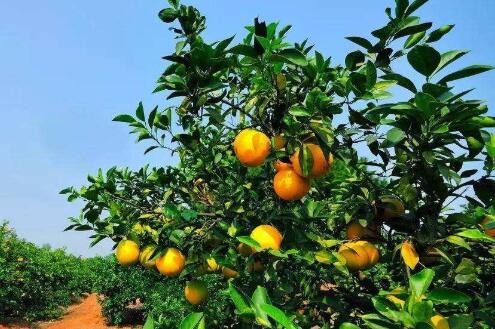 脐橙的功效与作用，脐橙的营养价值