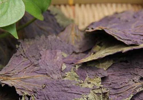 紫苏叶的功效与作用及食用方法——解表散寒