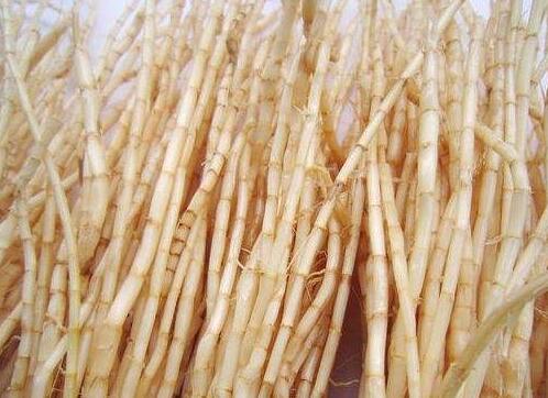 白茅根的作用与功效——草根太医的食材