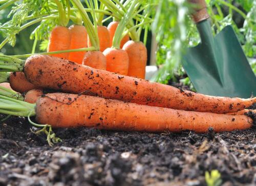 胡萝卜的功效与作用，胡萝卜的营养价值到底有多高？