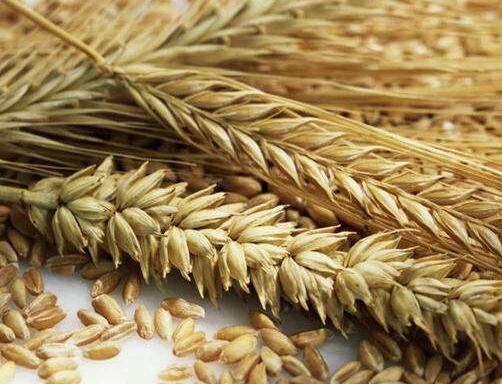 黑麦的功效与作用及食用方法