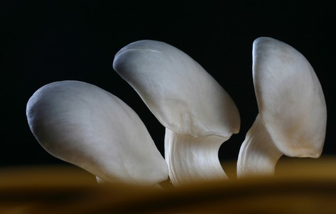 蘑菇营养价值与功效