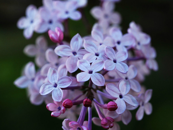 丁香花