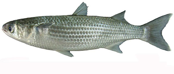 巴拉金梭鱼图片