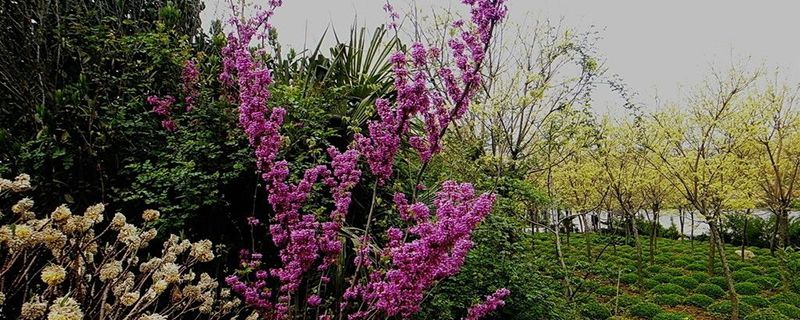紫荆的盆栽养护方法