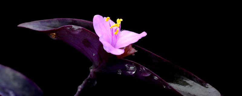 紫罗兰的盆栽养护方法