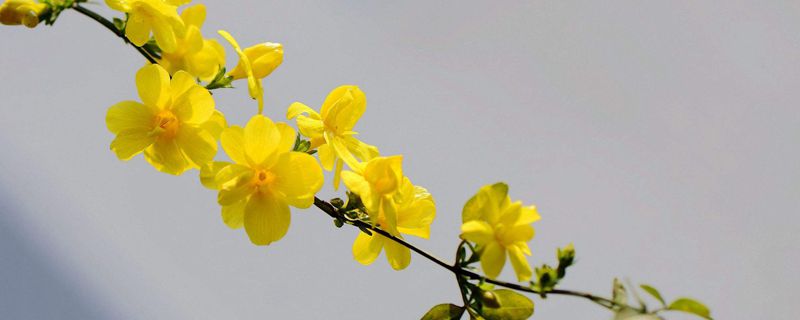 迎春花的盆栽养护方法