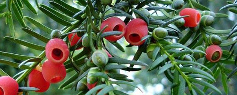 红豆杉的盆栽养护方法