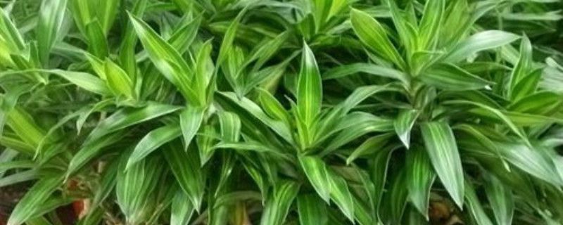 百合竹的盆栽养护方法