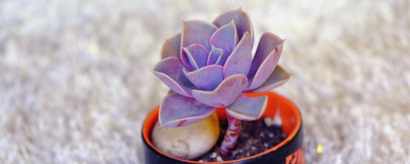 紫珍珠的盆栽养护方法