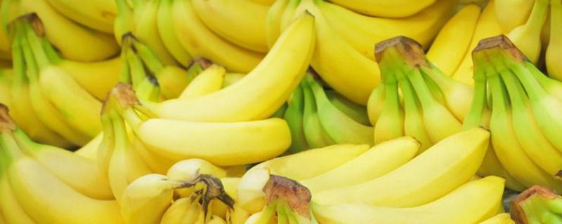 香蕉的盆栽养护方法