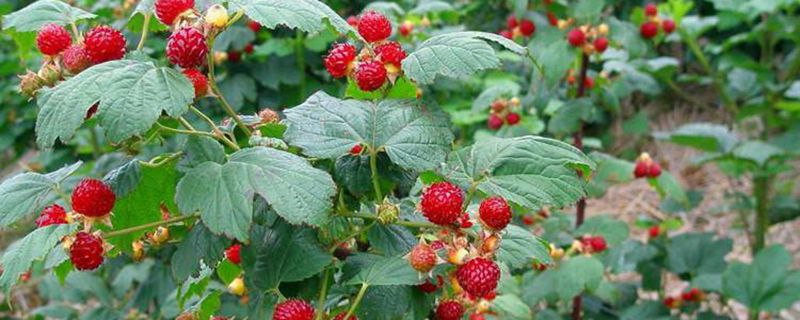 树莓的盆栽养护方法